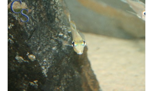 Xenotilapia ornatipinnis burundi